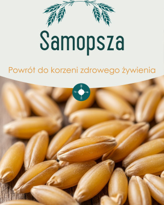 Dzisiaj dawka wiedzy o kolejnym zdrowym i wartościowym zbożu jakim jest samopsza. To zboże o niezwykłych właściwościach odżywczych przeżywa ...