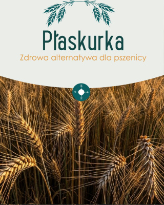 Dzisiaj dawka wiedzy o płaskurce. św. Hildegarda najbardziej i najobszerniej wychwalała orkisz, zboże okryte naturalną łuską, Inne zboża ...